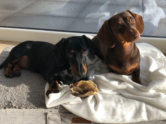 Sammy en Suus - The Dutch Dachies